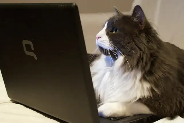 Cat on laptop Just Browsing