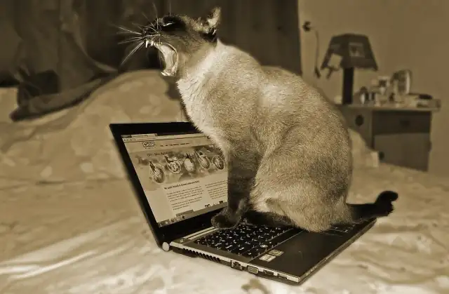 Cat on laptop yawning